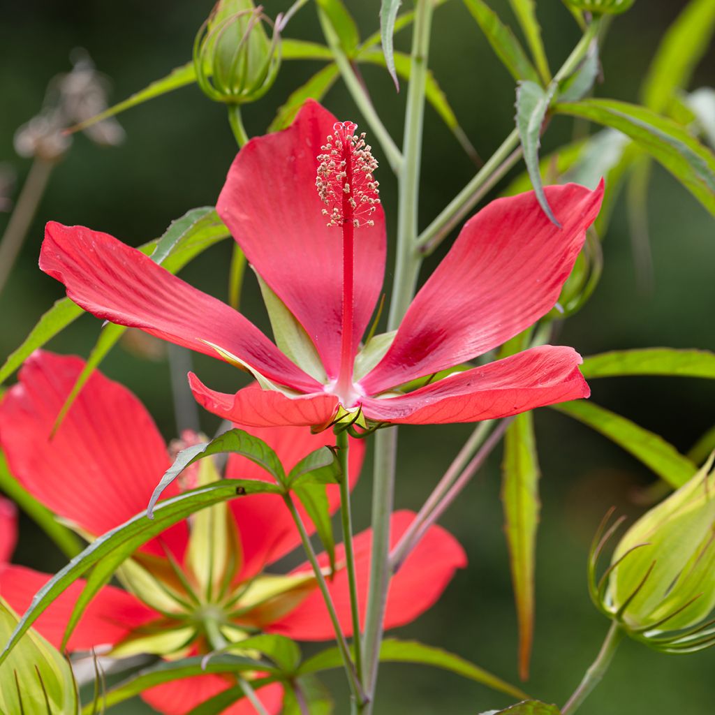 Hibiscus coccineus - Scharlach-Hibiskus