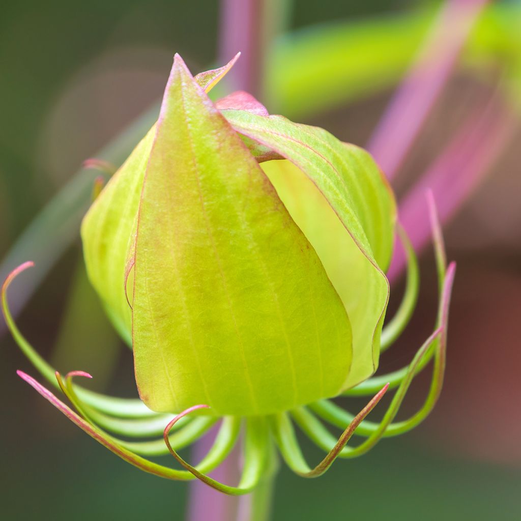 Hibiscus coccineus - Scharlach-Hibiskus
