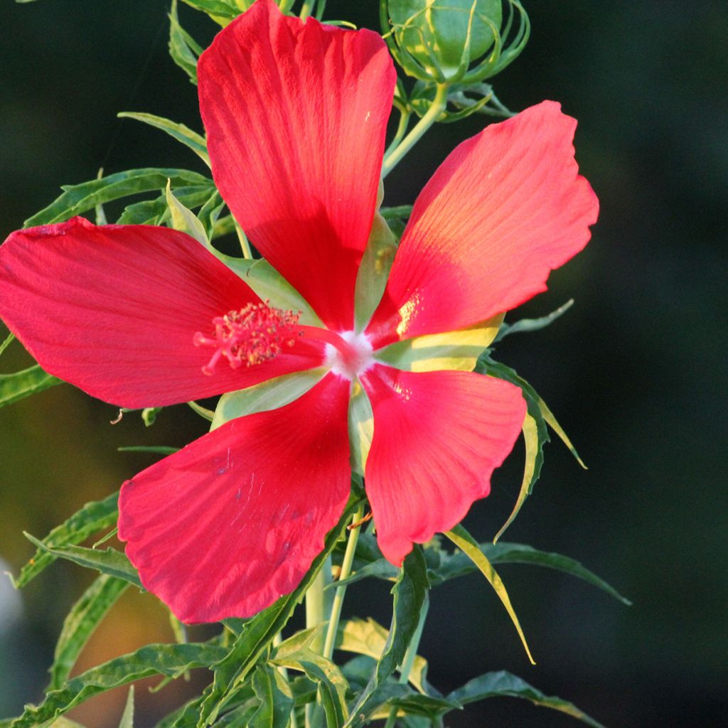 Hibiscus coccineus - Scharlach-Hibiskus