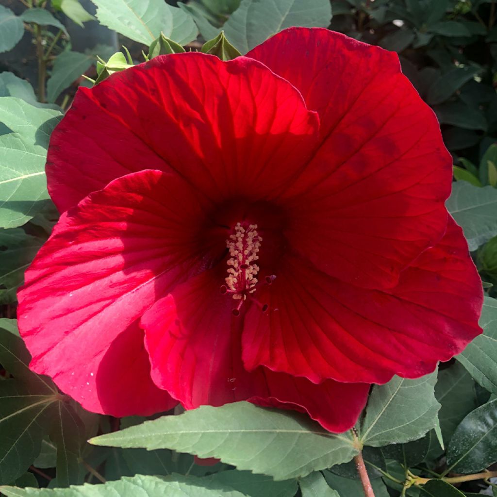 Hibiscus moscheutos Midnight Marvel - Sumpfeibisch