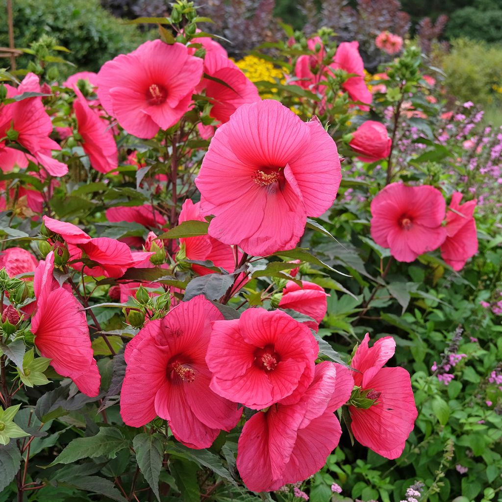 Hibiscus moscheutos PLANET Griotte - Sumpfeibisch