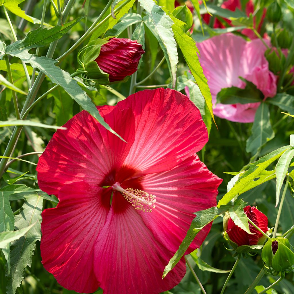 Hibiscus moscheutos Red - Sumpfeibisch