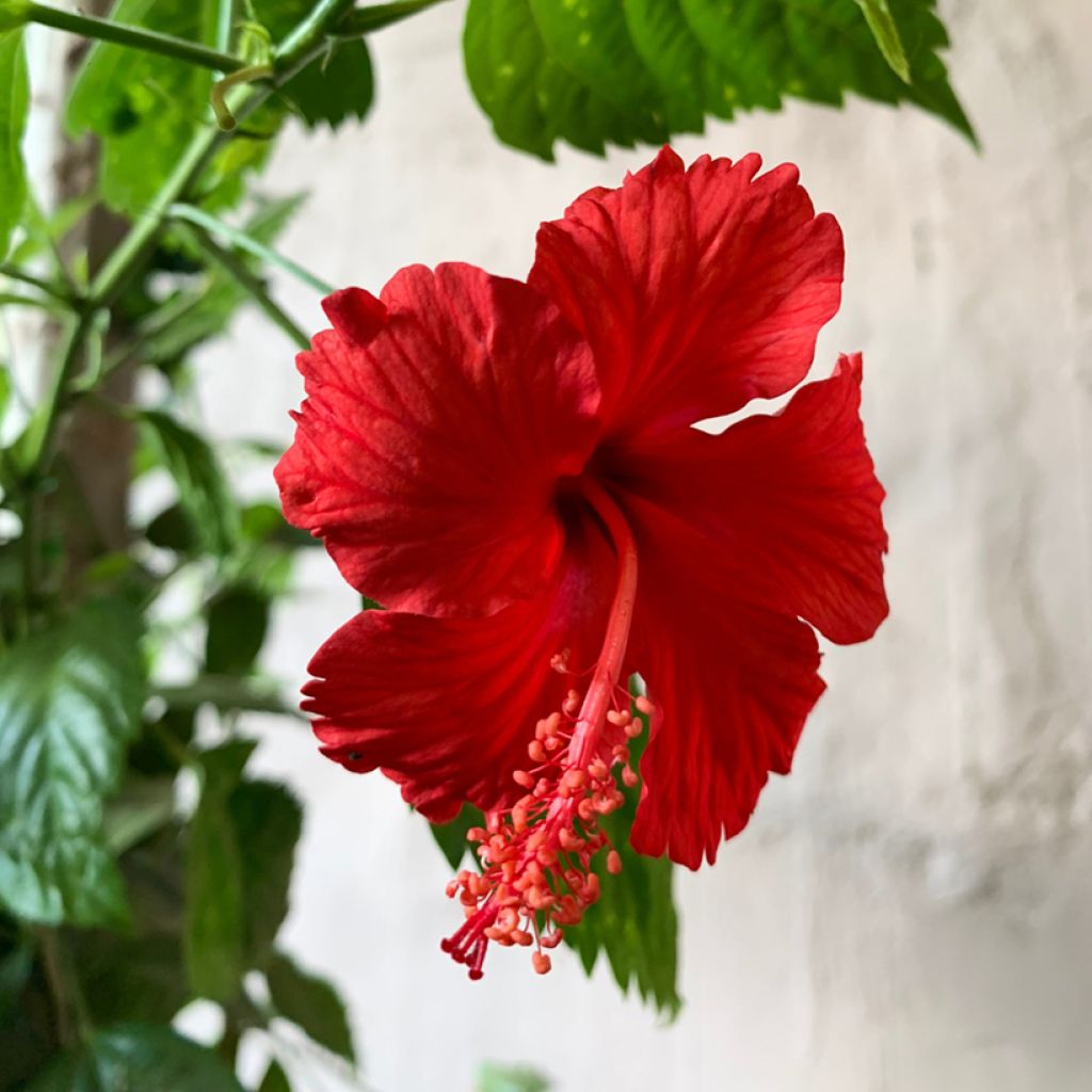 Hibiscus rosa-sinensis (Samen) - Chinesische Roseneibisch