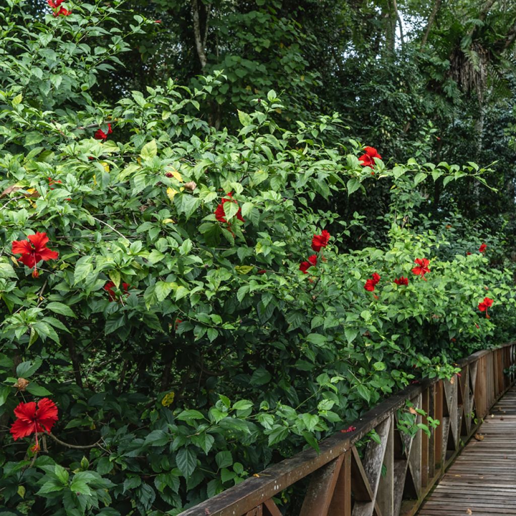 Hibiscus rosa-sinensis (Samen) - Chinesische Roseneibisch
