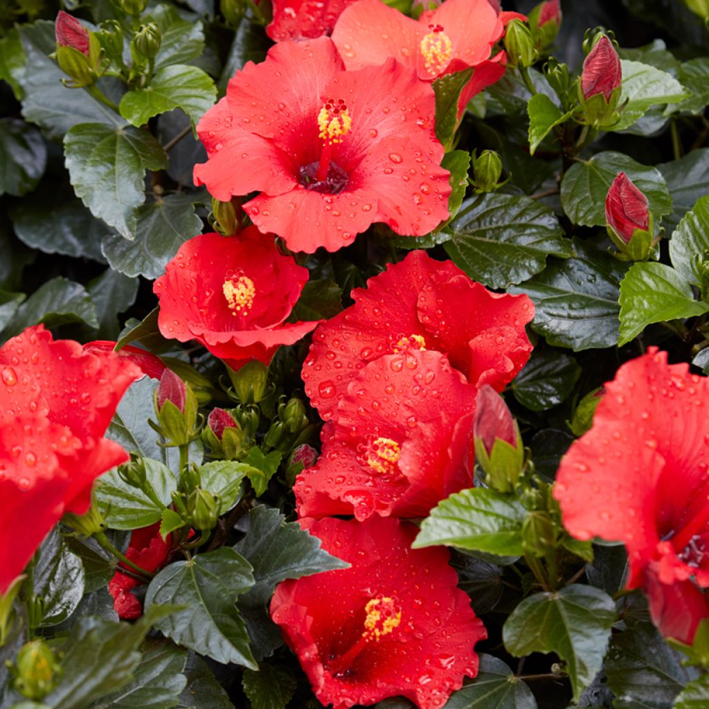 Hibiscus rosa-sinensis (Samen) - Chinesische Roseneibisch