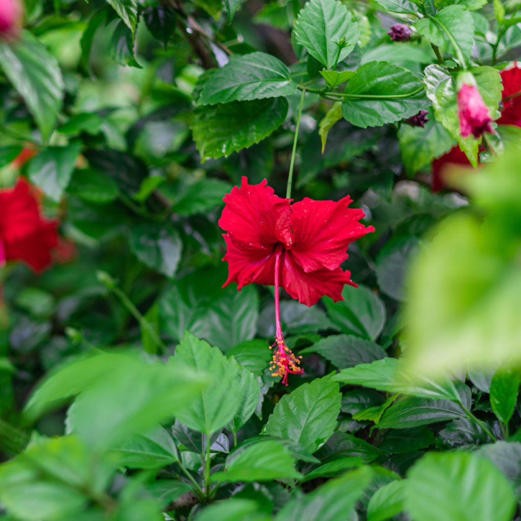 Hibiscus rosa-sinensis (Samen) - Chinesische Roseneibisch