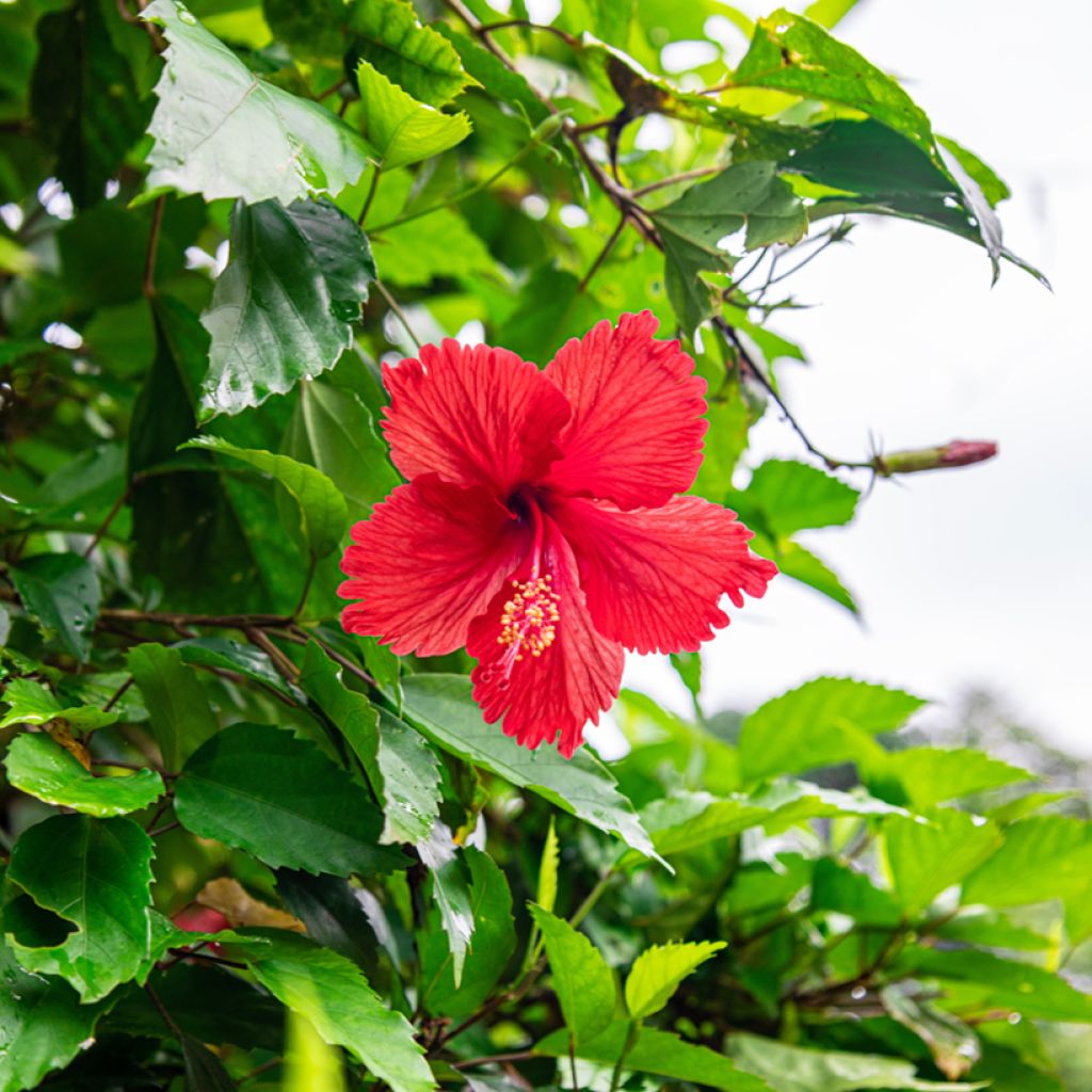 Hibiscus rosa-sinensis (Samen) - Chinesische Roseneibisch
