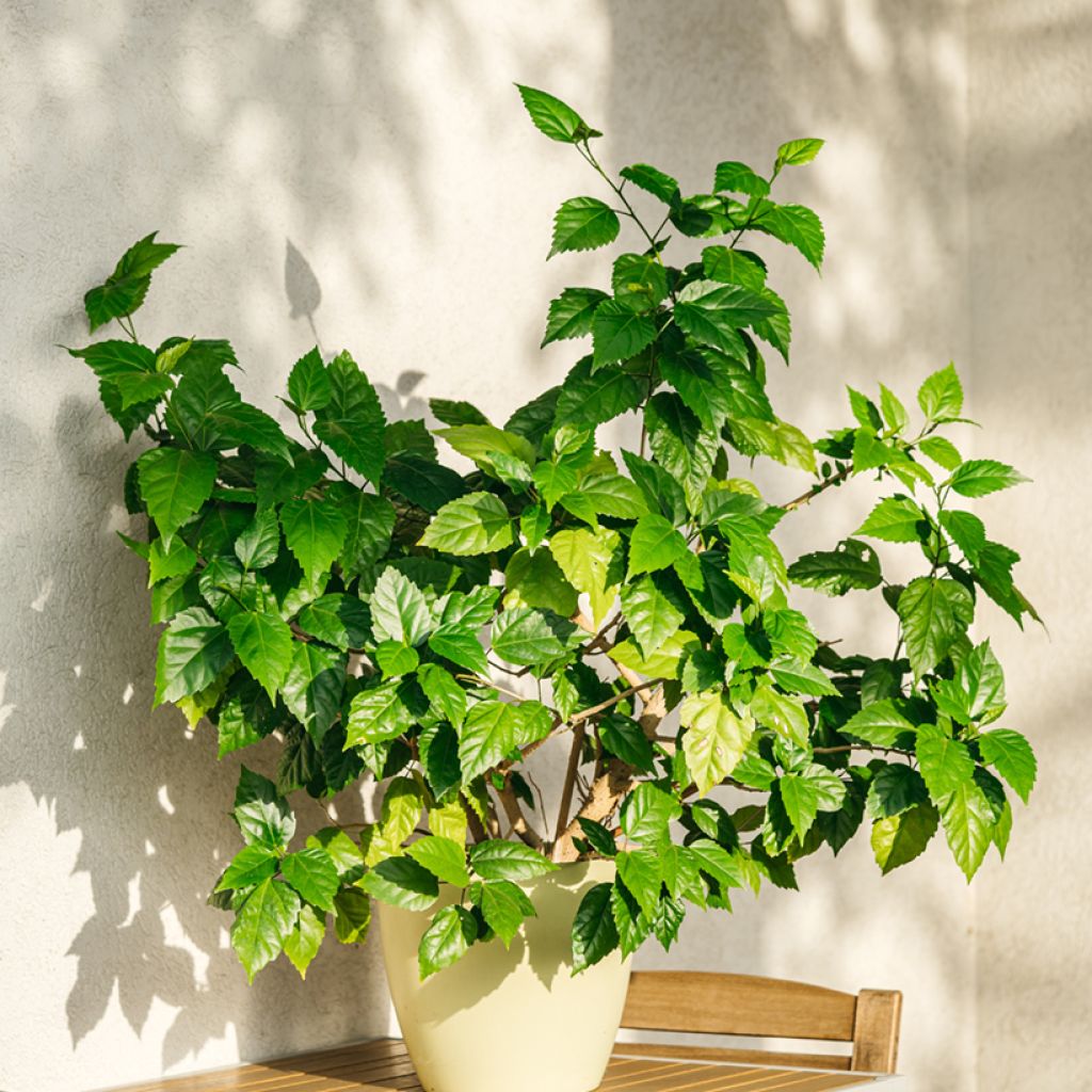Hibiscus rosa-sinensis (Samen) - Chinesische Roseneibisch