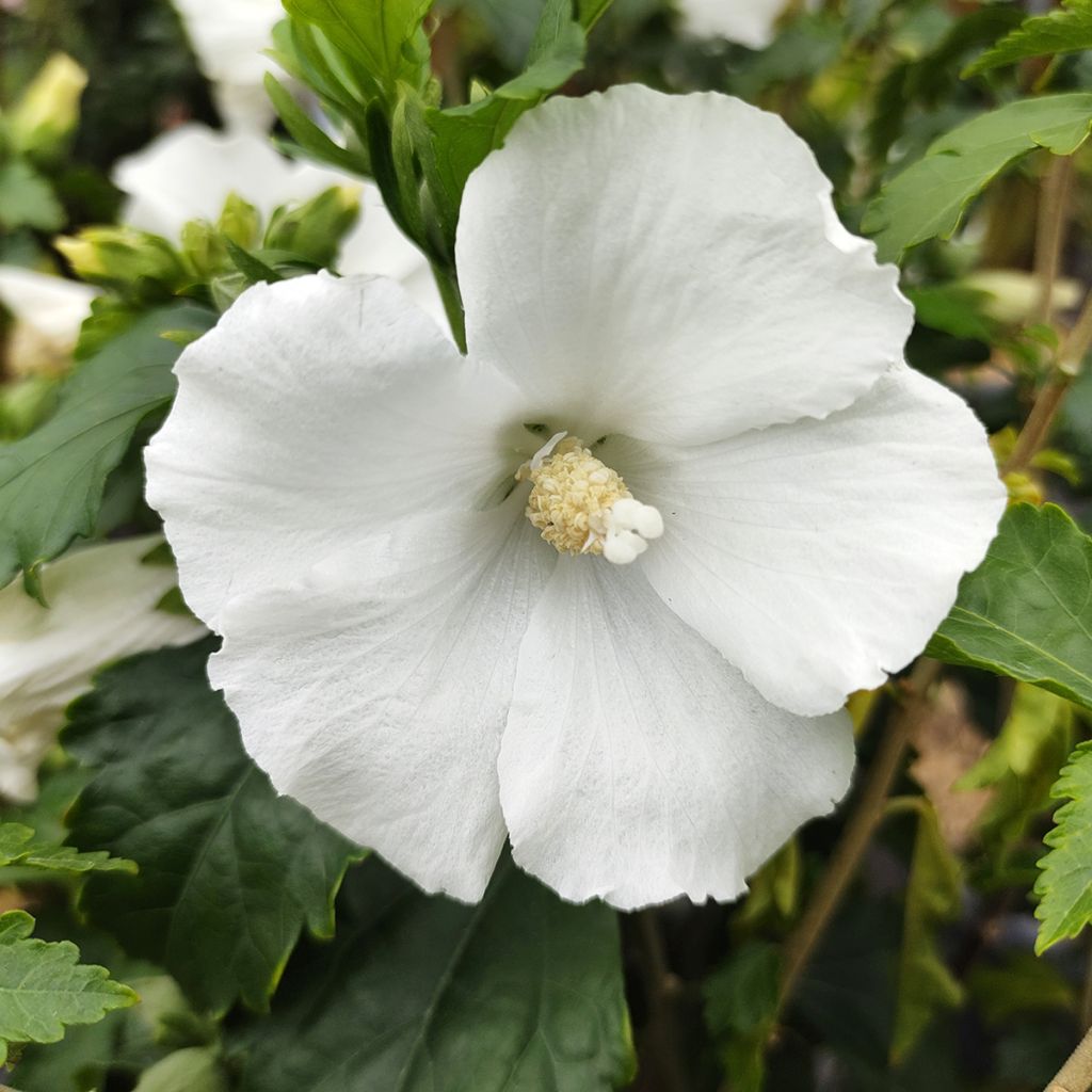 Garten-Hibiscus Eléonore - Hibiscus syriacus