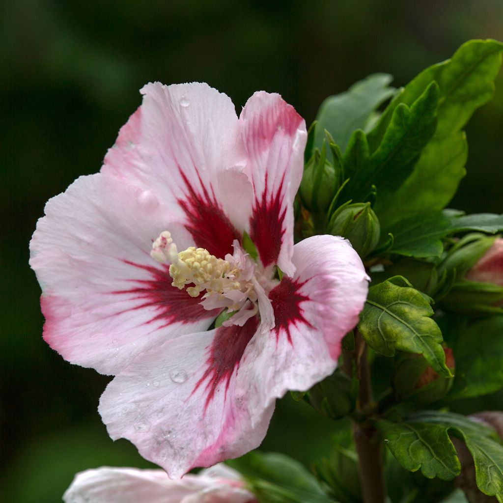 Garten-Hibiscus Hamabo - Hibiscus syriacus