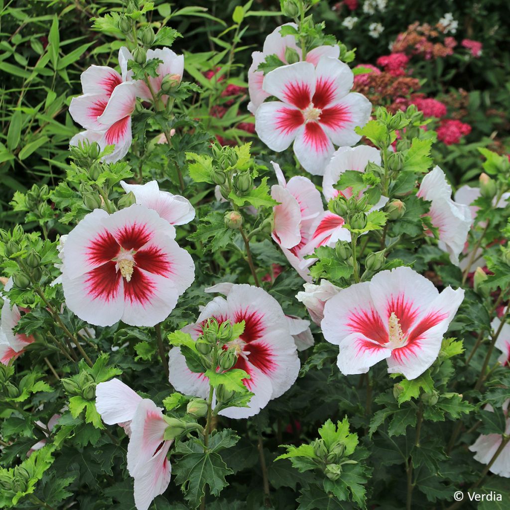 Garten-Hibiscus Hibisa Blanco - Hibiscus syriacus