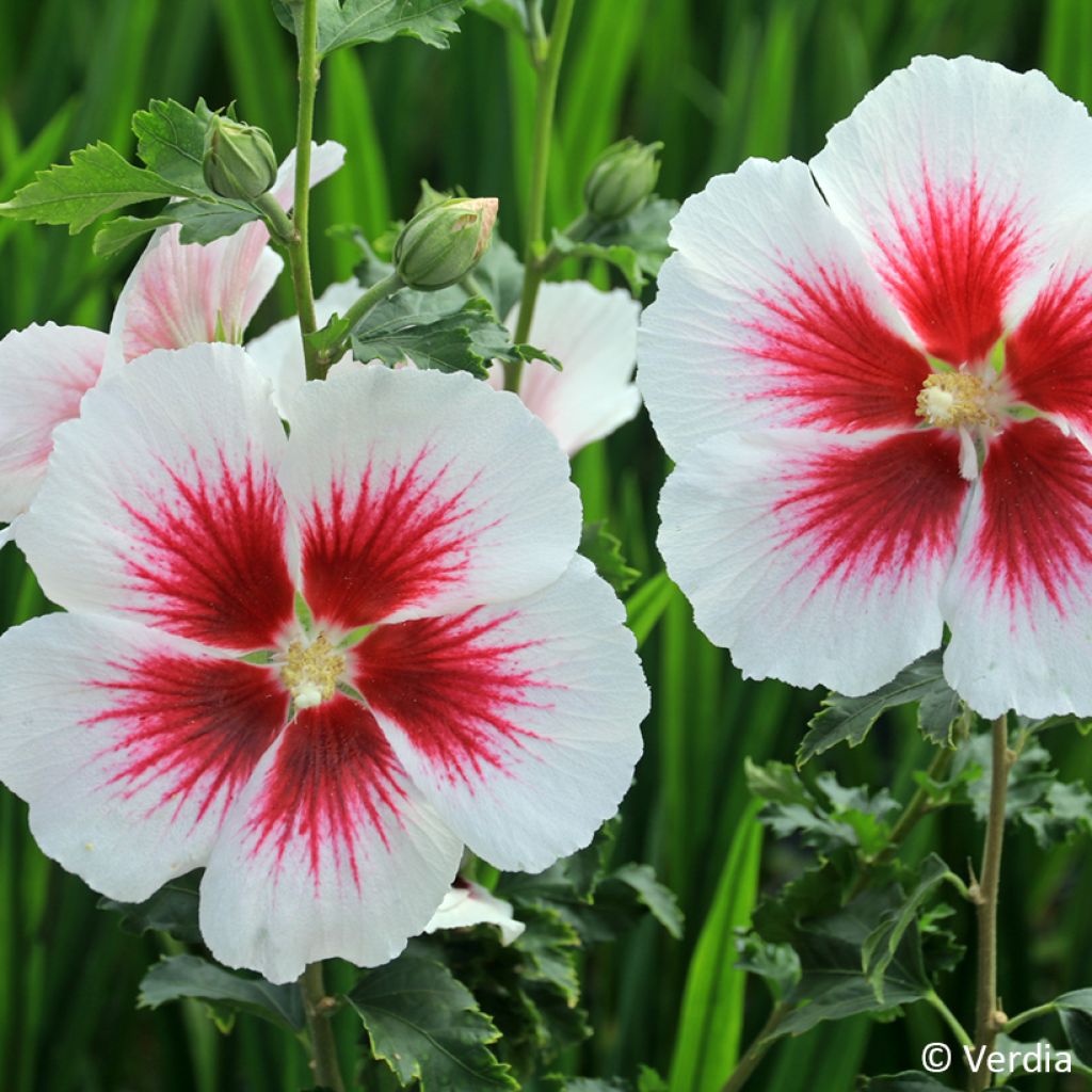 Garten-Hibiscus Hibisa Blanco - Hibiscus syriacus