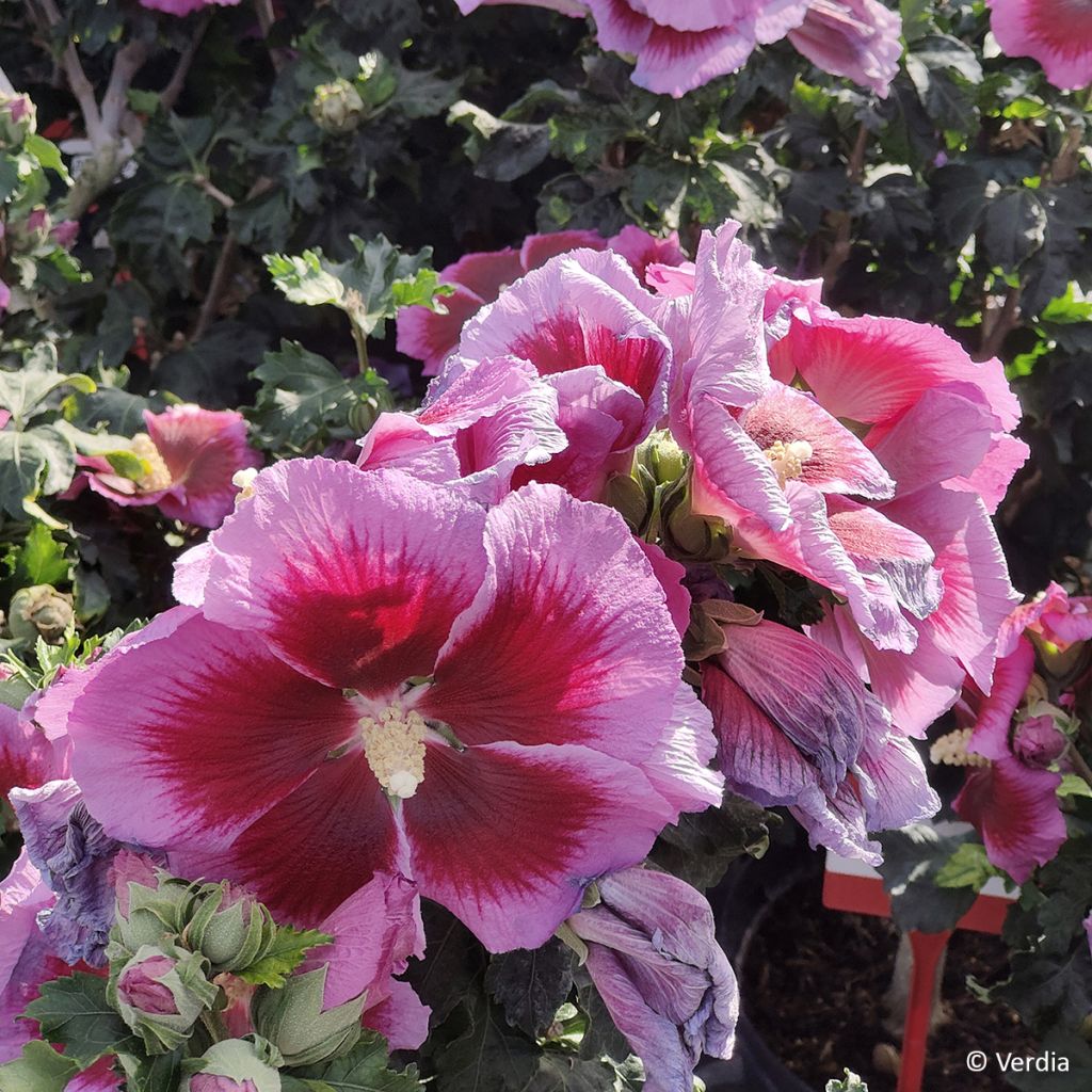 Garten-Hibiscus Hibisa Cocktail - Hibiscus syriacus