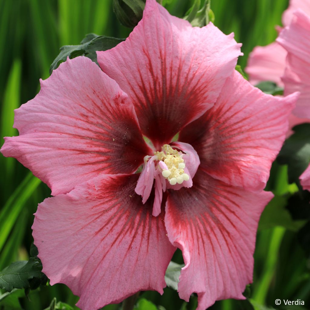 Hibiscus syriacus Hibisa Rosada - Althéa