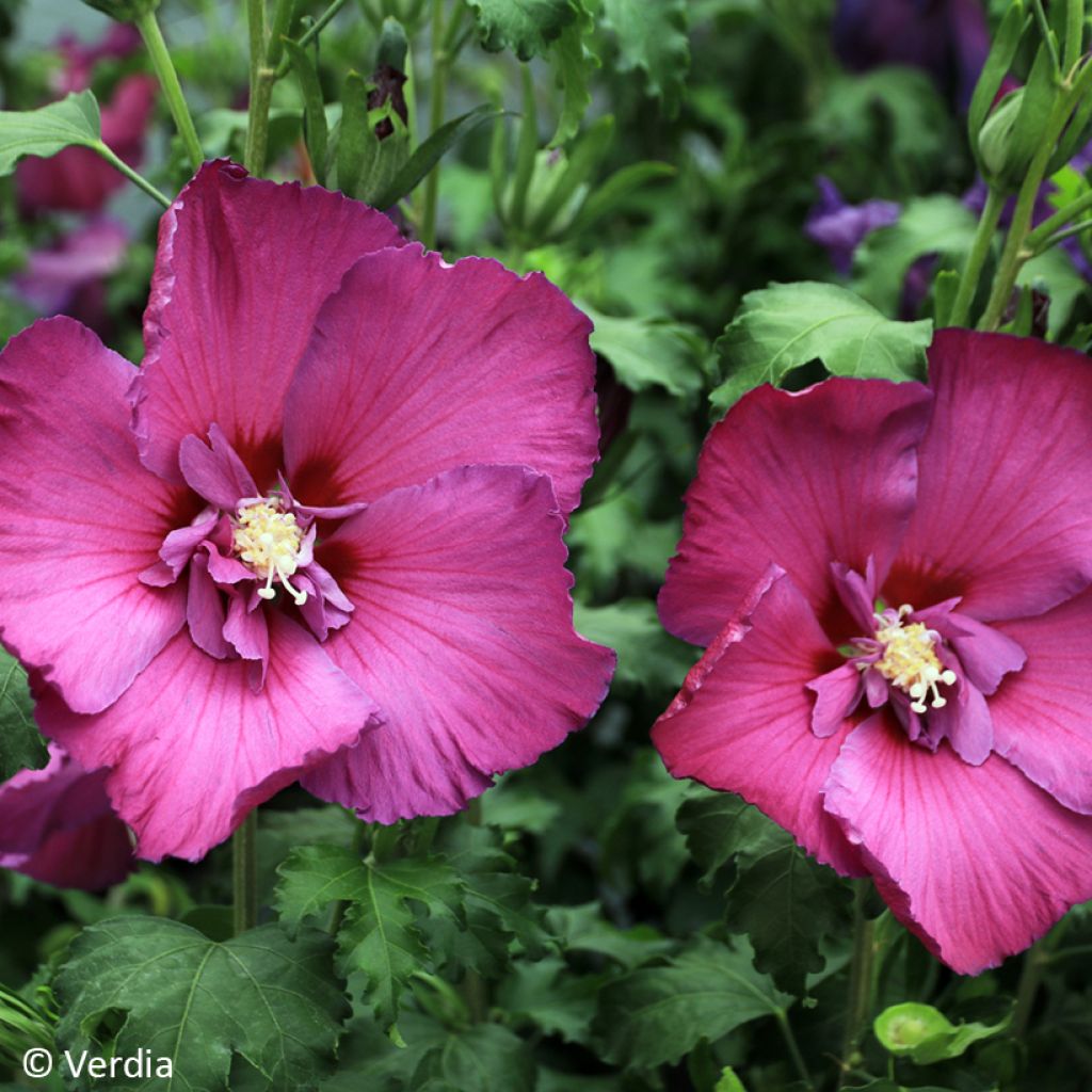 Hibiscus syriacus Hibisa Sangria - Althéa