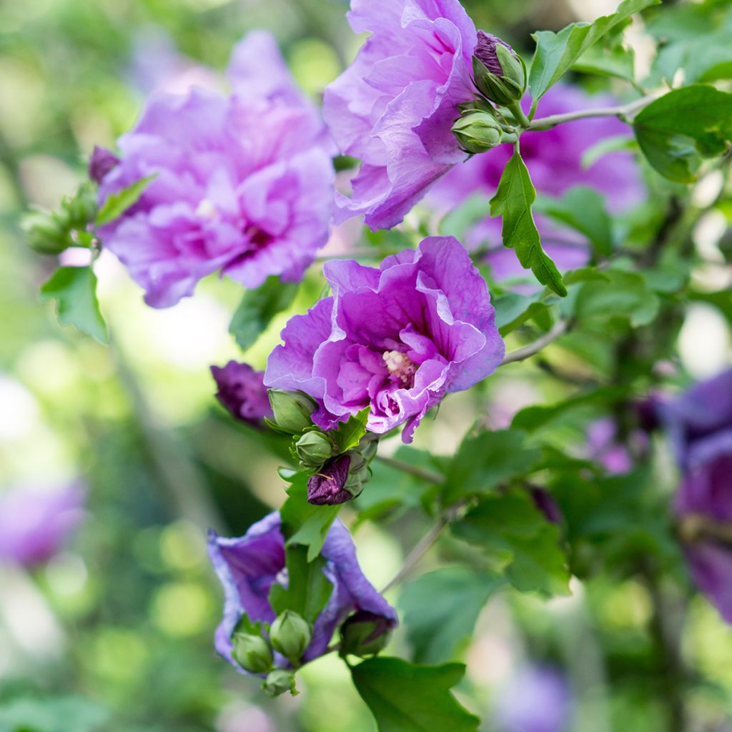 Garten-Hibiscus Lavender Chiffon - Hibiscus syriacus