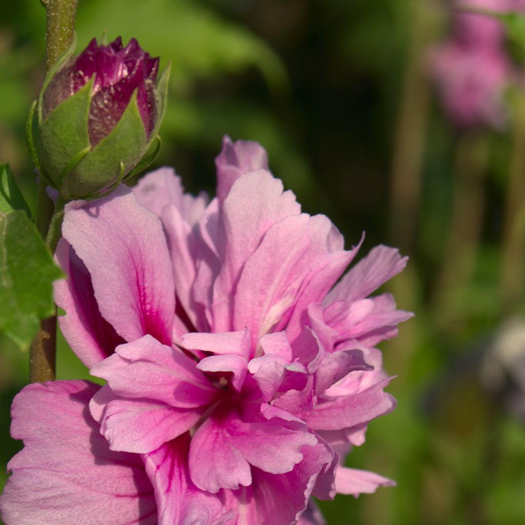 Garten-Hibiscus Magenta Chiffon - Hibiscus syriacus