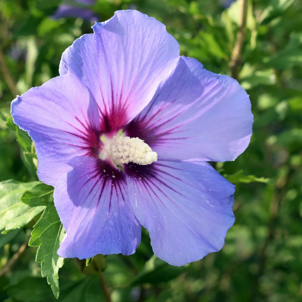 Garten-Hibiscus Marina - Hibiscus syriacus