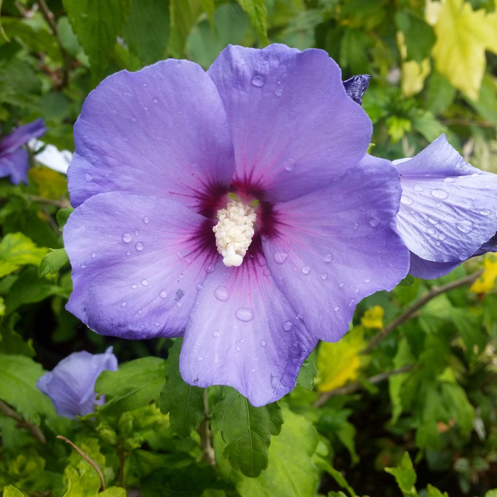 Garten-Hibiscus Marina - Hibiscus syriacus