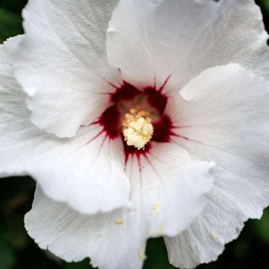 Garten-Hibiscus Red Heart - Hibiscus syriacus