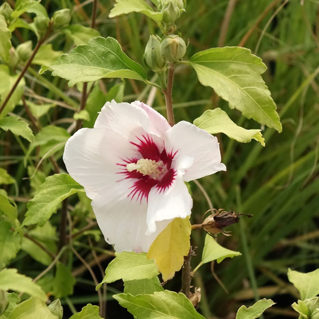 Garten-Hibiscus Shintaeyang - Hibiscus syriacus