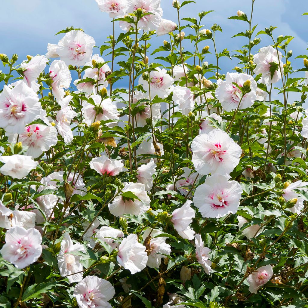 Garten-Hibiscus Starburst Chiffon - Hibiscus syriacus
