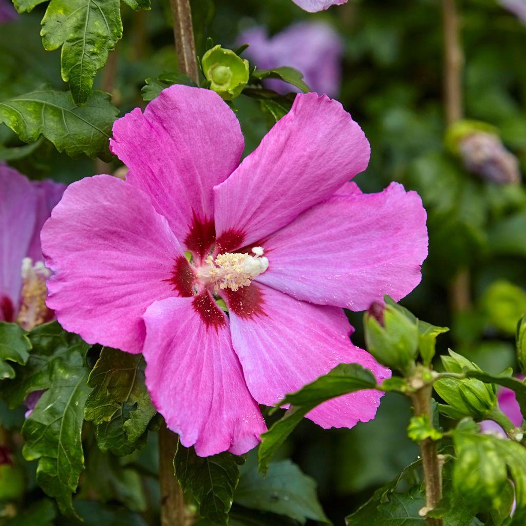 Garten-Hibiscus Pink Giant - Hibiscus syriacus