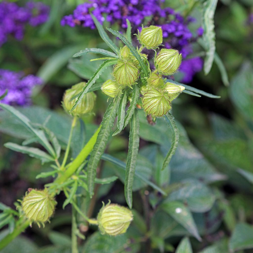 Hibiscus trionum - Stundenblume