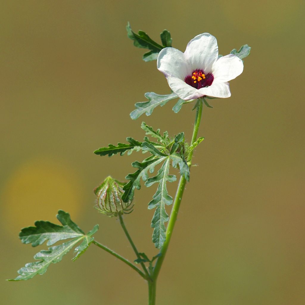 Hibiscus trionum - Stundenblume