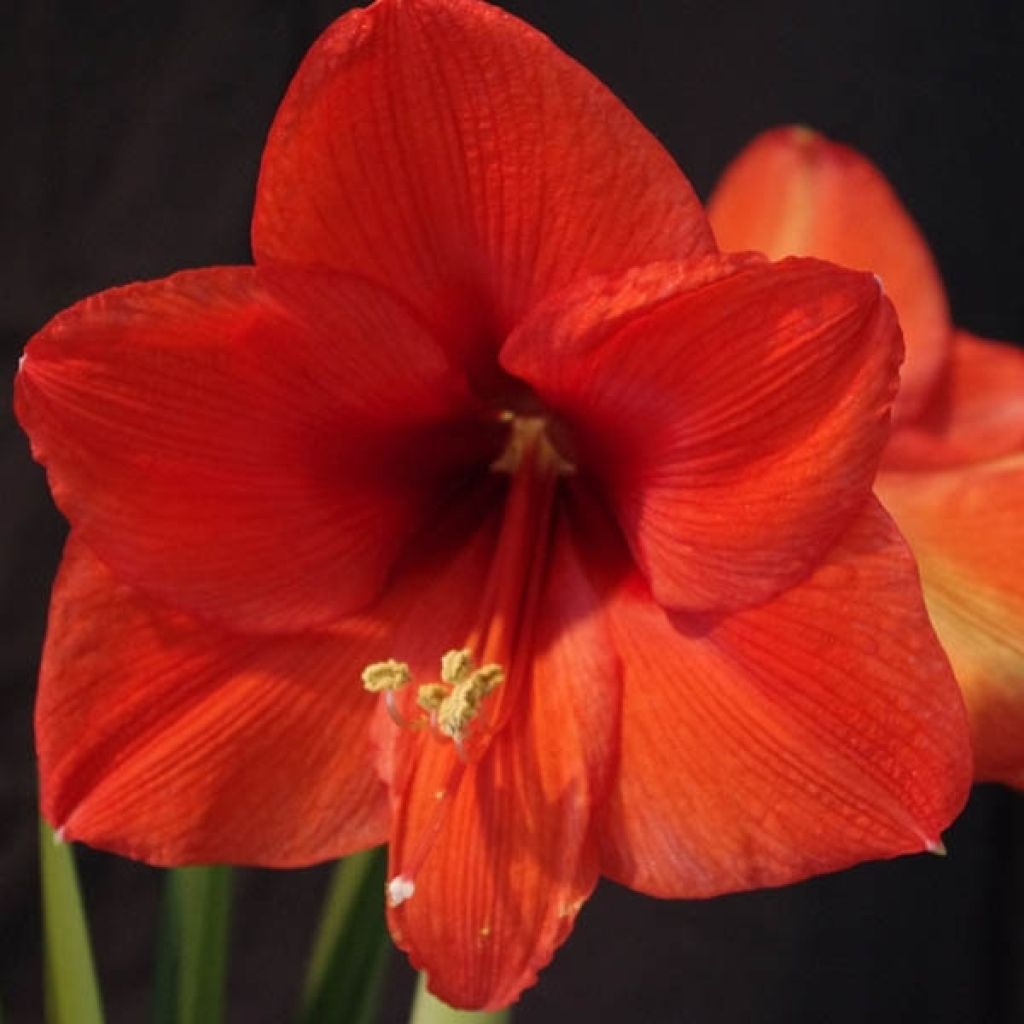 Hippeastrum Orange Souvereign - Ritterstern