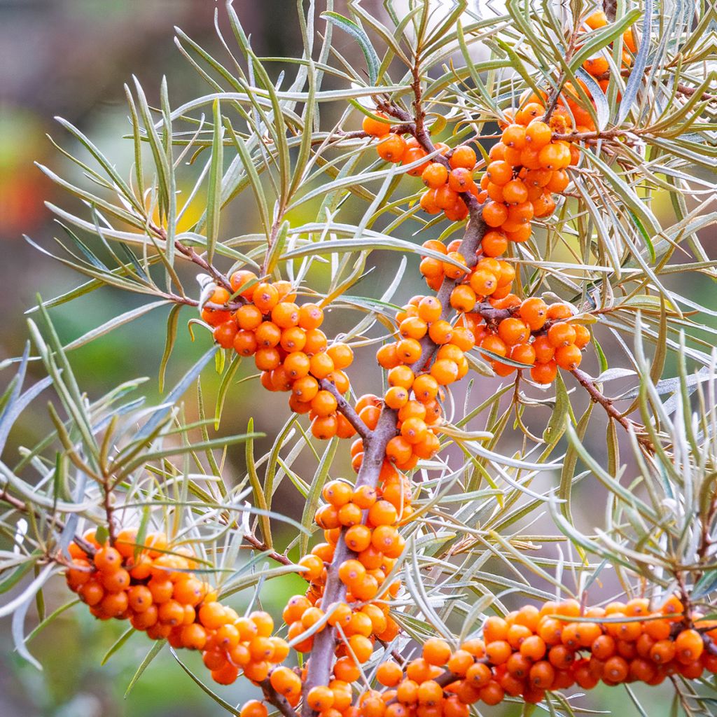 Sanddorn (samen) - Hippophae rhamnoides
