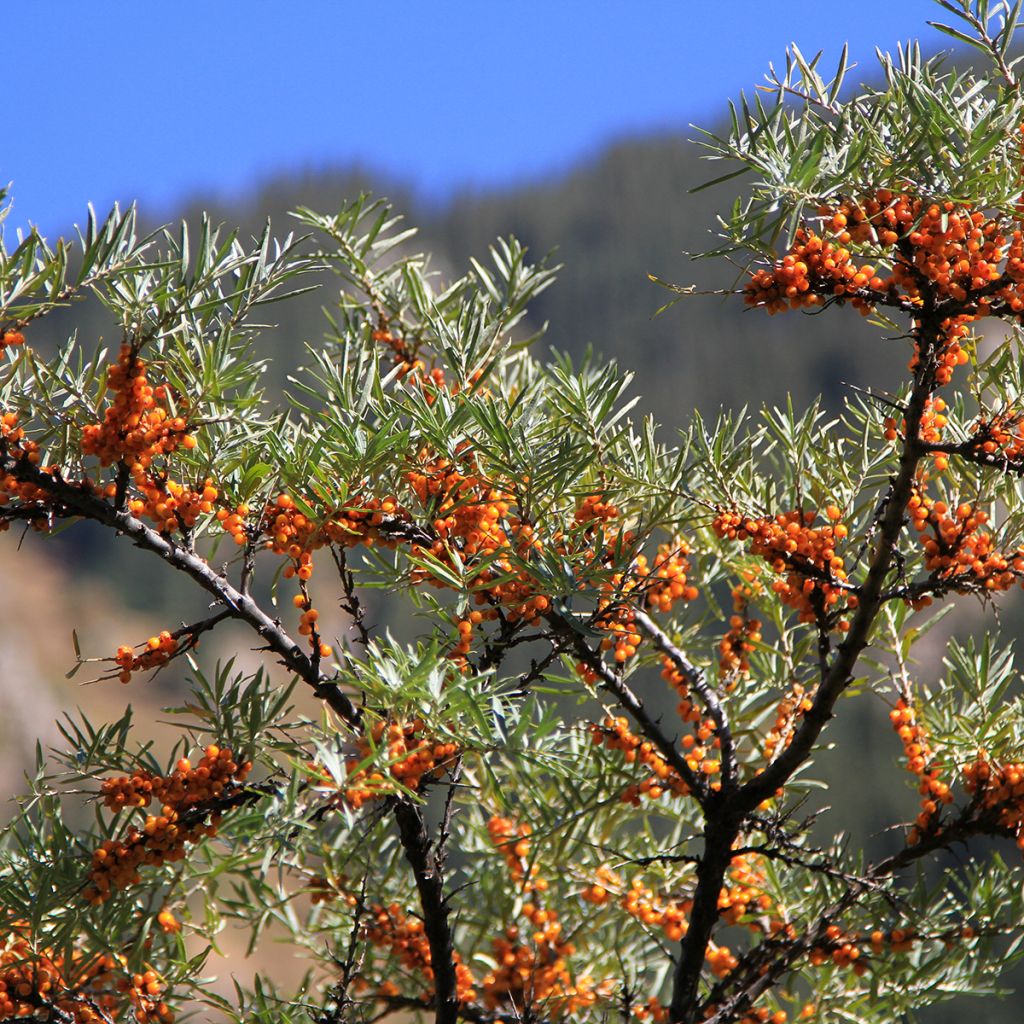 Sanddorn (samen) - Hippophae rhamnoides