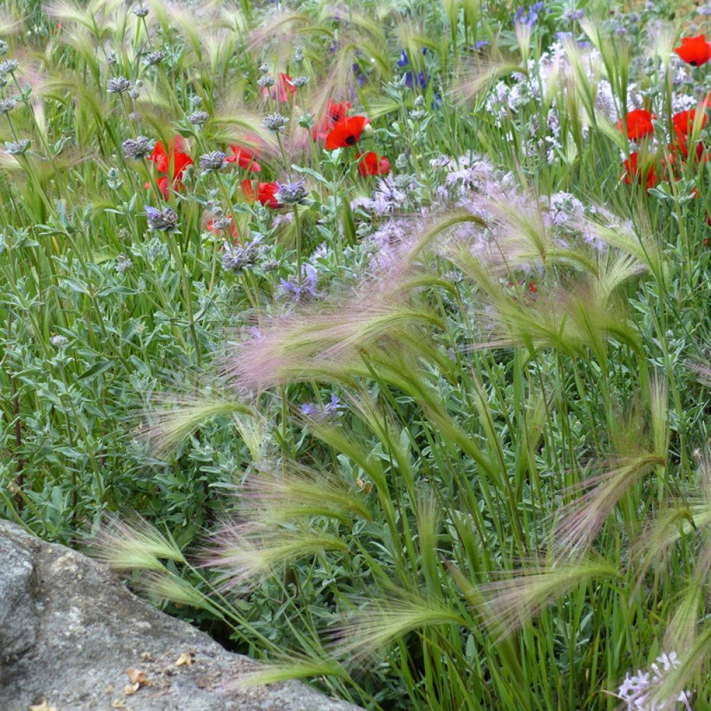 Hordeum jubatum (Samen) - Mähnen-Gerste