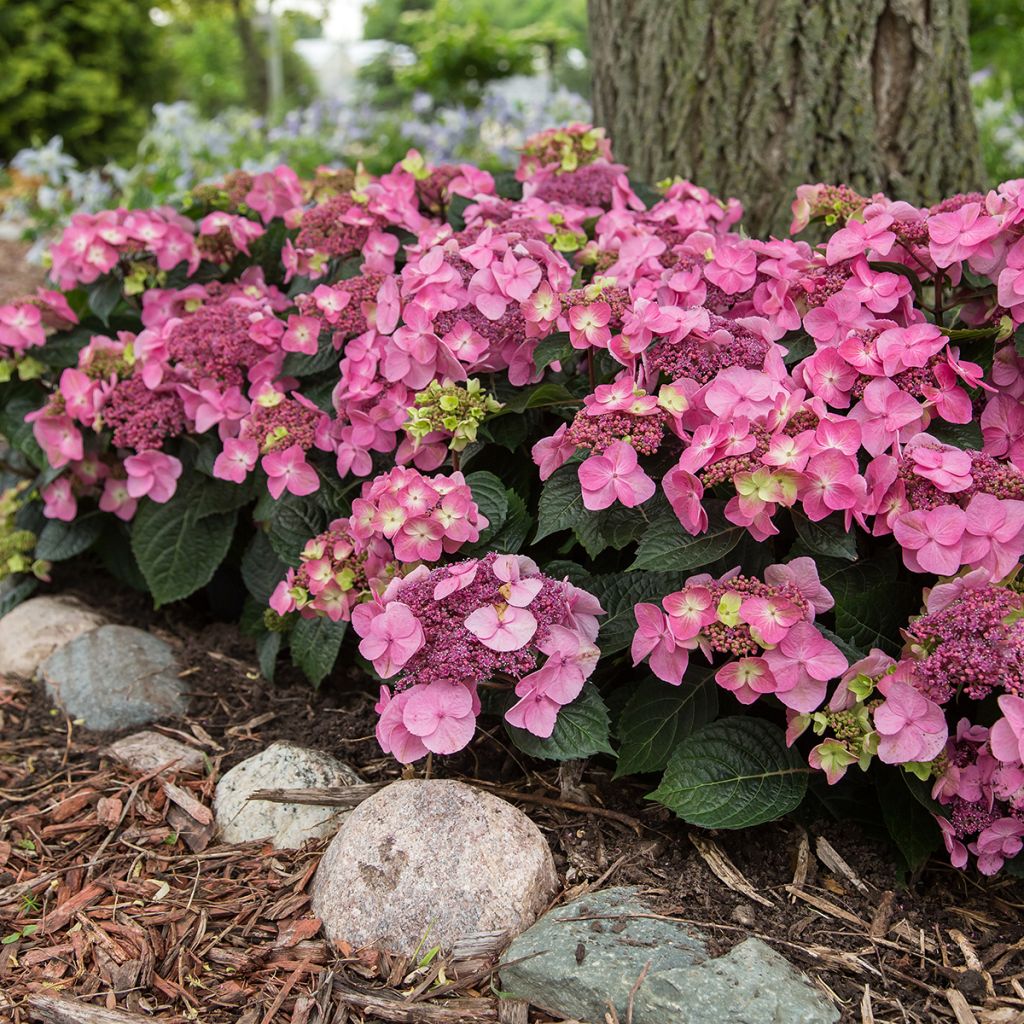 Hydrangea macrophylla Endless Summer Pop Star - Bauernhortensie