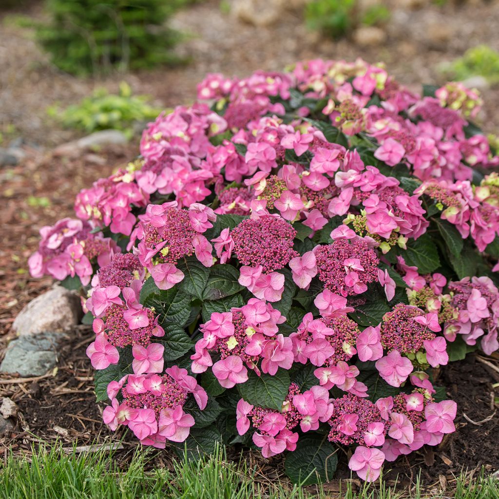Hydrangea macrophylla Endless Summer Pop Star - Bauernhortensie