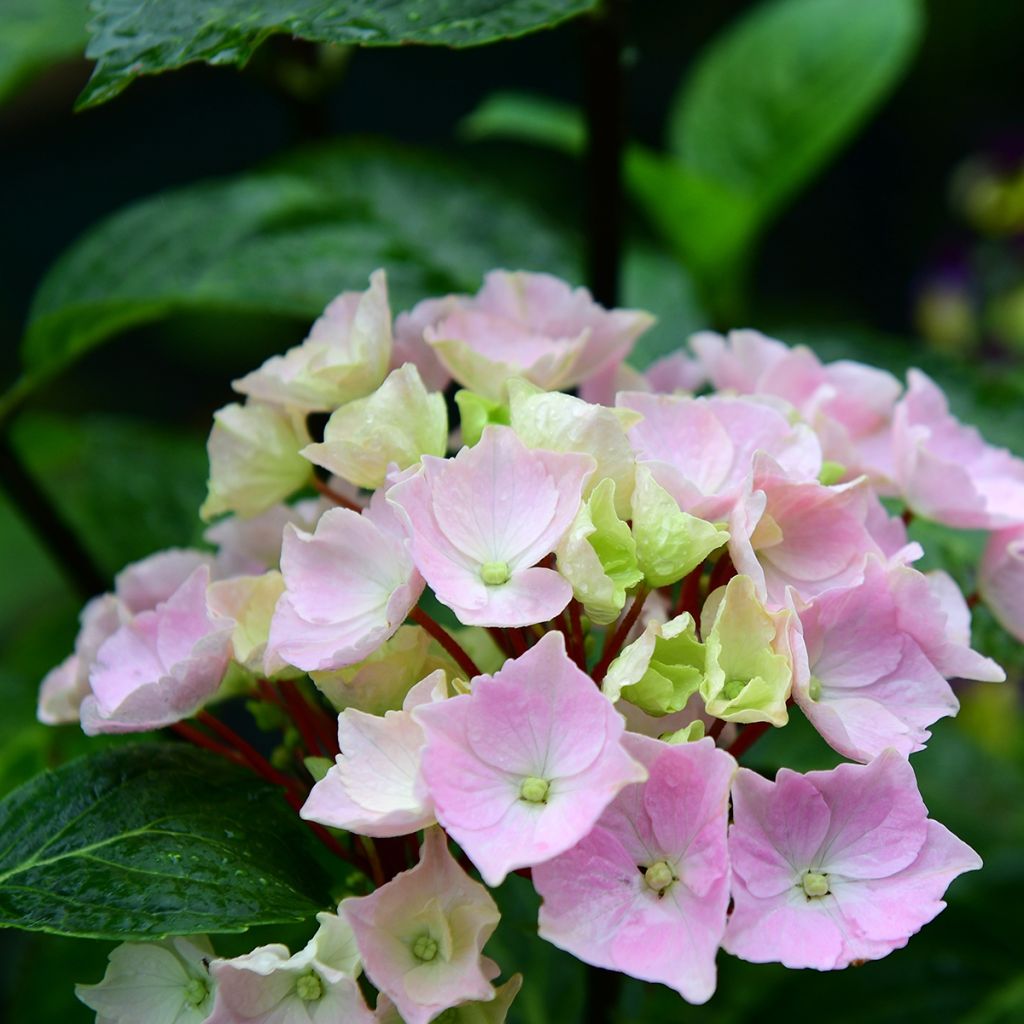 Hydrangea Runaway Bride - Girlanden-Hortensie