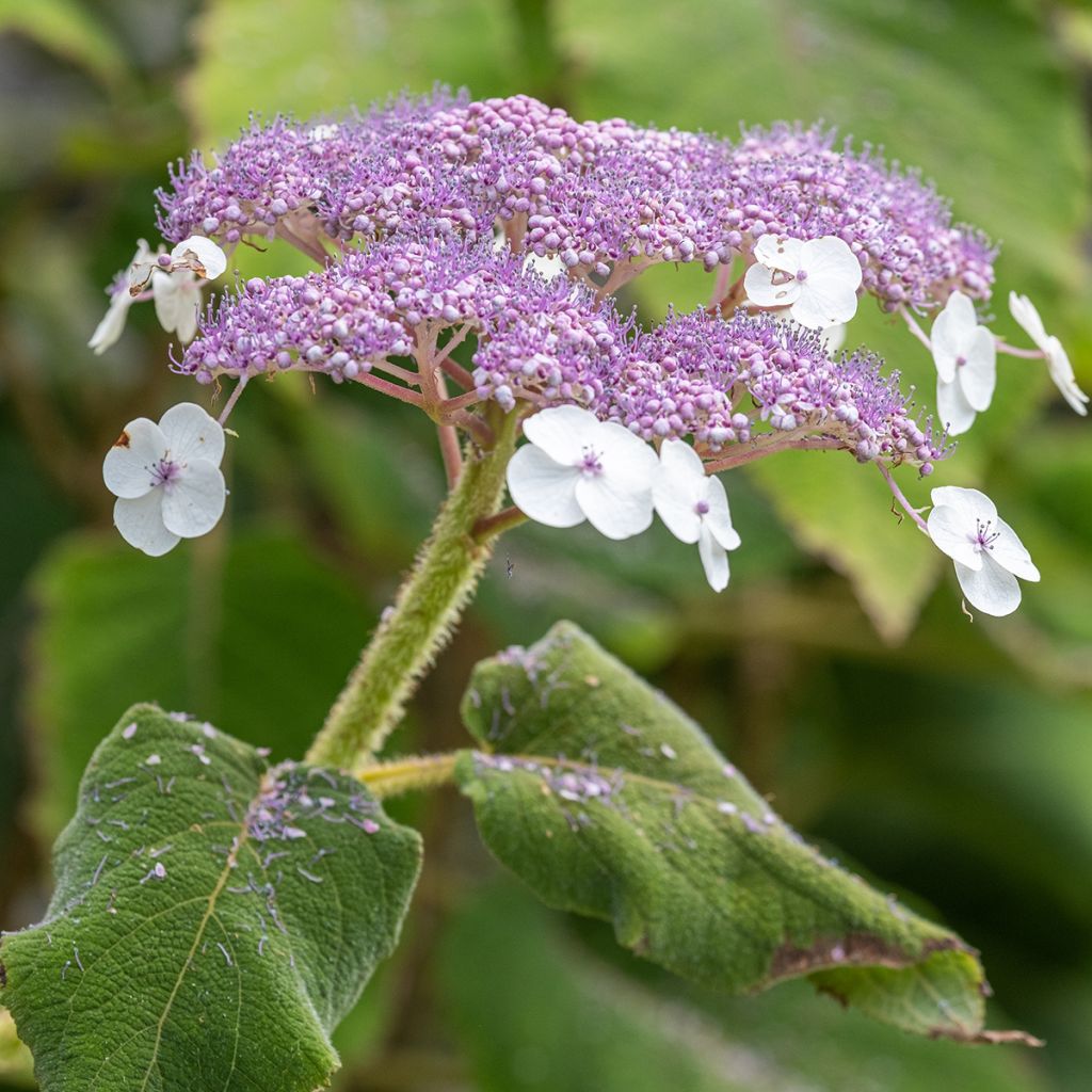 Hydrangea aspera subsp.sargentiana - Samthortensie