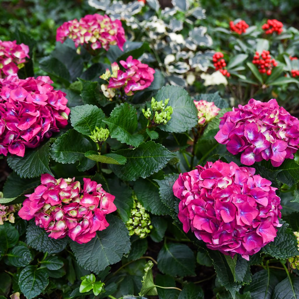 Hydrangea macrophylla Baron Rouge - Bauernhortensie