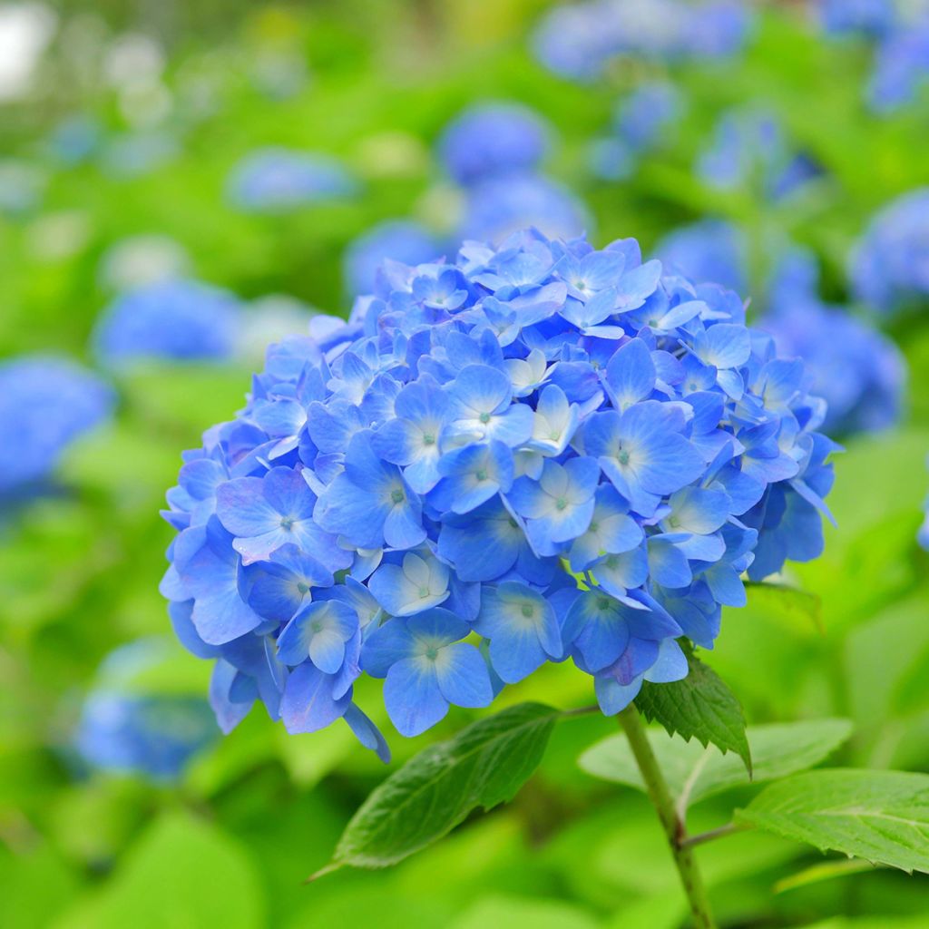 Hydrangea macrophylla Bela - Bauernhortensie