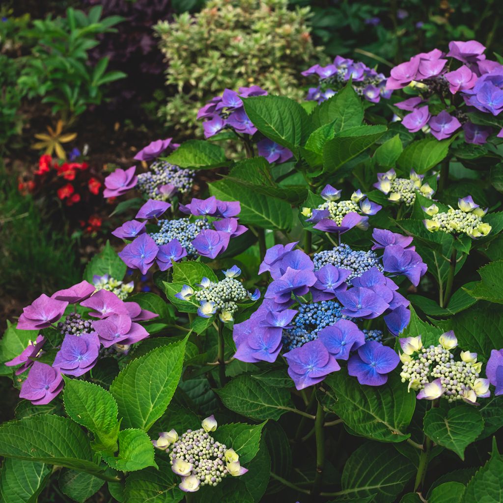Hydrangea macrophylla Blaumeise - Bauernhortensie