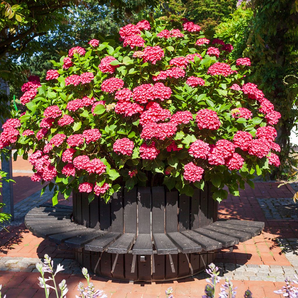 Hydrangea macrophylla Deutschland - Bauernhortensie