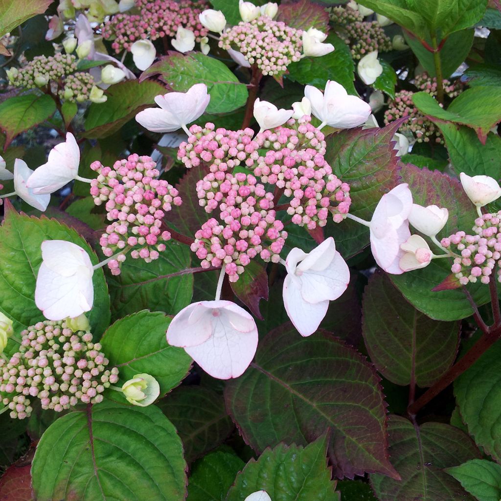 Hydrangea macrophylla Dolce Gipsy - Bauernhortensie
