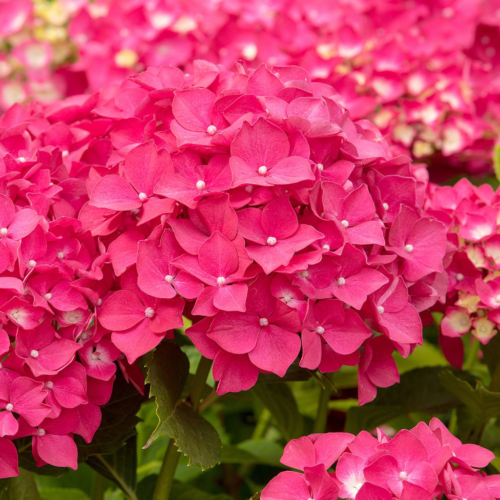 Hydrangea macrophylla Leuchtfeuer - Bauernhortensie