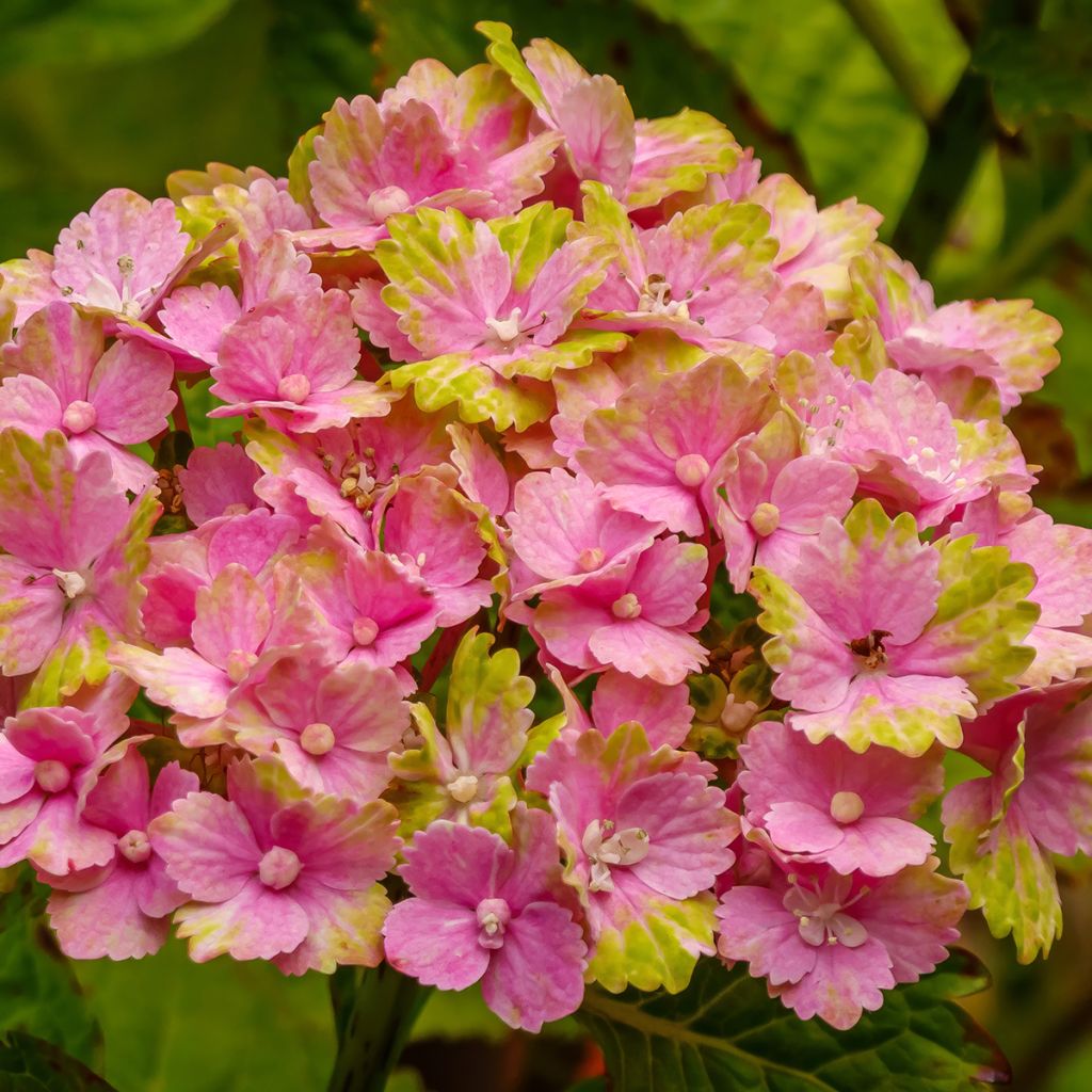 Hydrangea macrophylla Magical Jade - Bauernhortensie