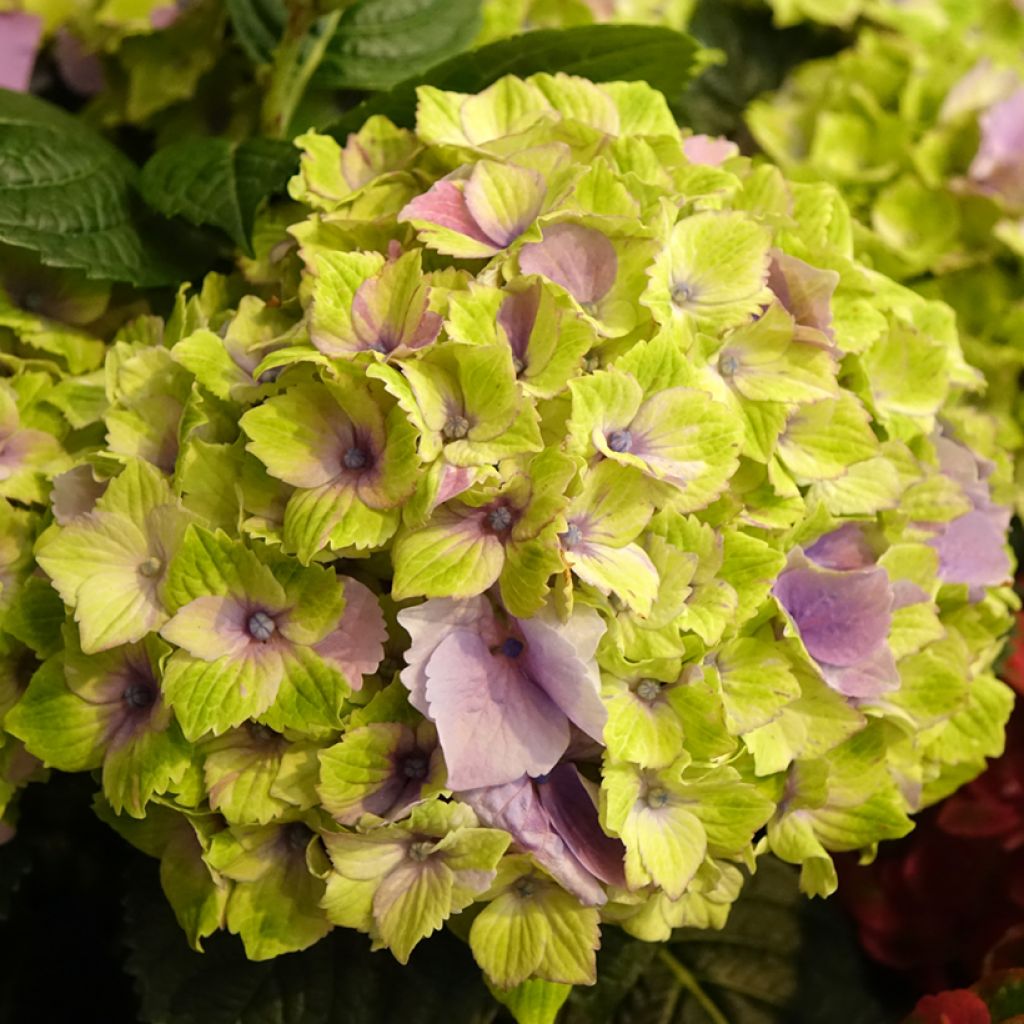 Hydrangea macrophylla Magical Jewel rosa - Bauernhortensie