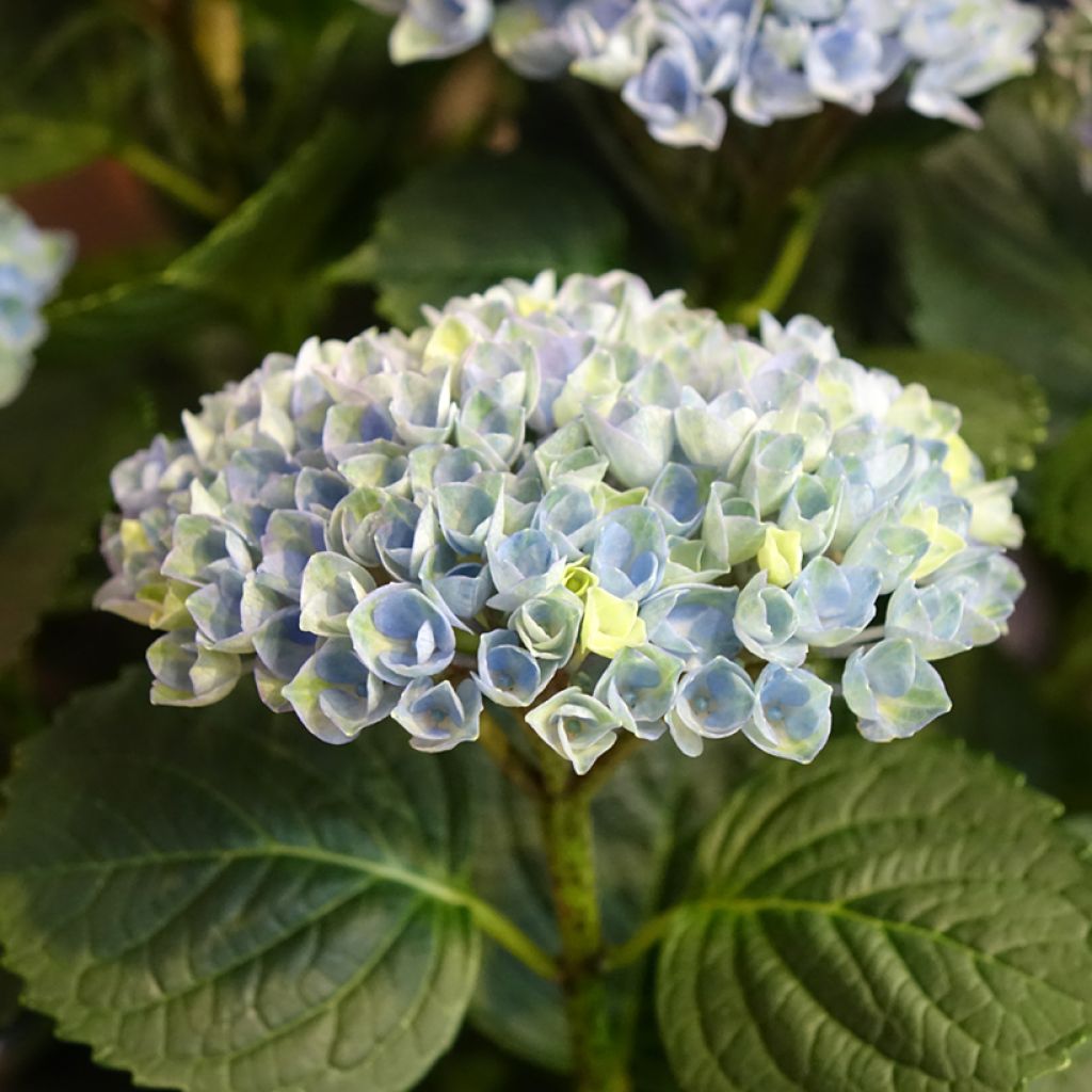 Hydrangea macrophylla Magical Revolution Bleu - Bauernhortensie
