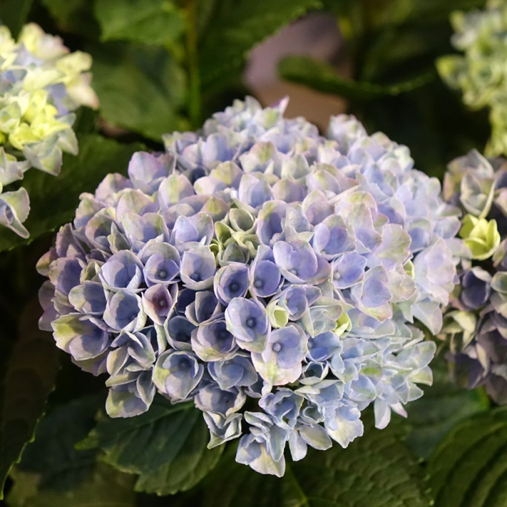 Hydrangea macrophylla Magical Revolution Bleu - Bauernhortensie