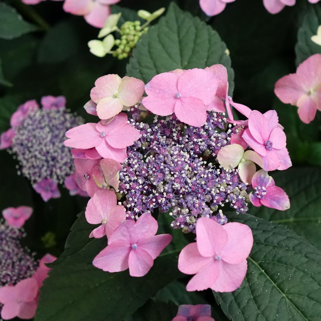 Hydrangea macrophylla Nanping - Bauernhortensie