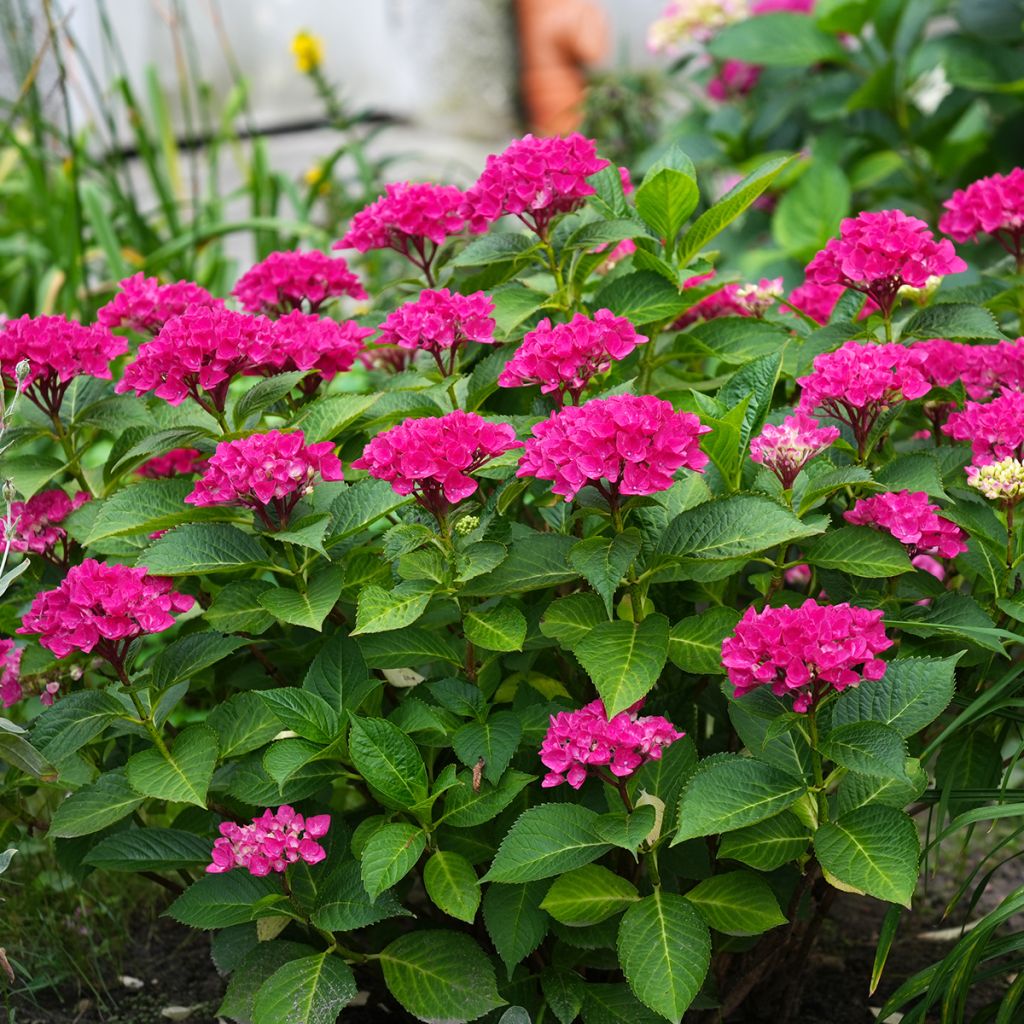 Hydrangea macrophylla Pia - Bauernhortensie