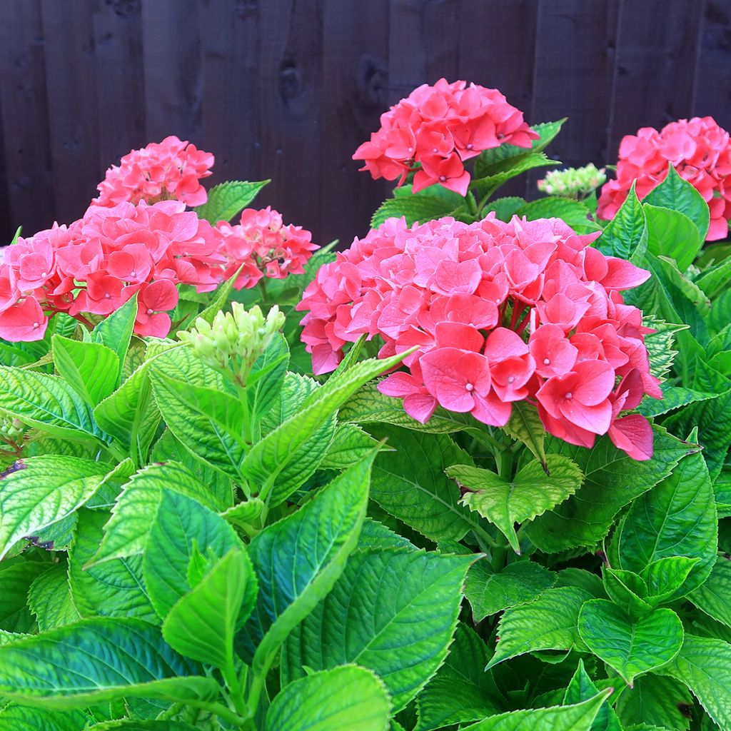 Hydrangea macrophylla Pia - Bauernhortensie